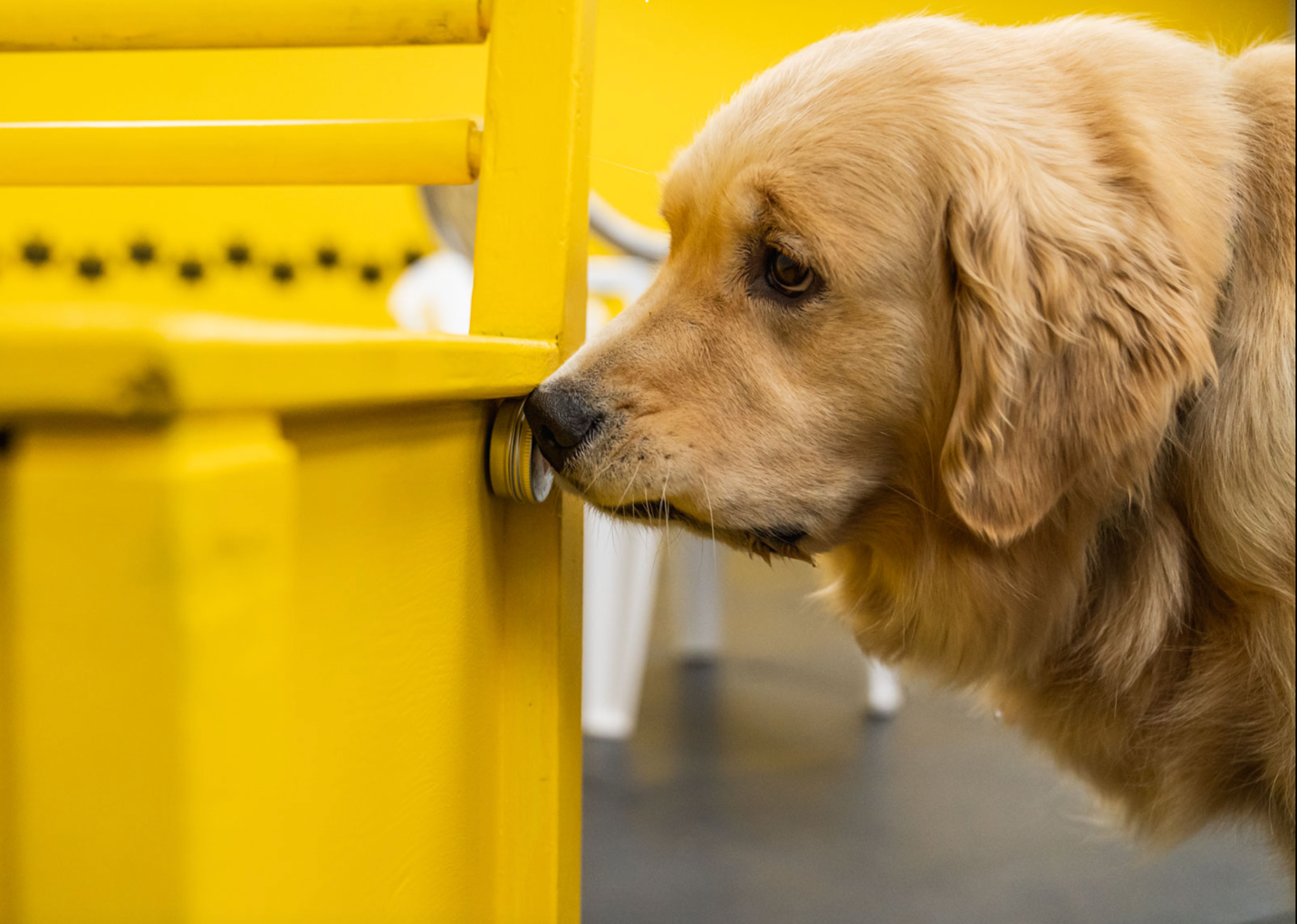 Sit Happens! Companion Dog Training Recognized With 2025 Consumer Choice Award for Pet Training in Southern Alberta – Livingston Daily